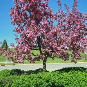 Meet your Posher, Ngoc